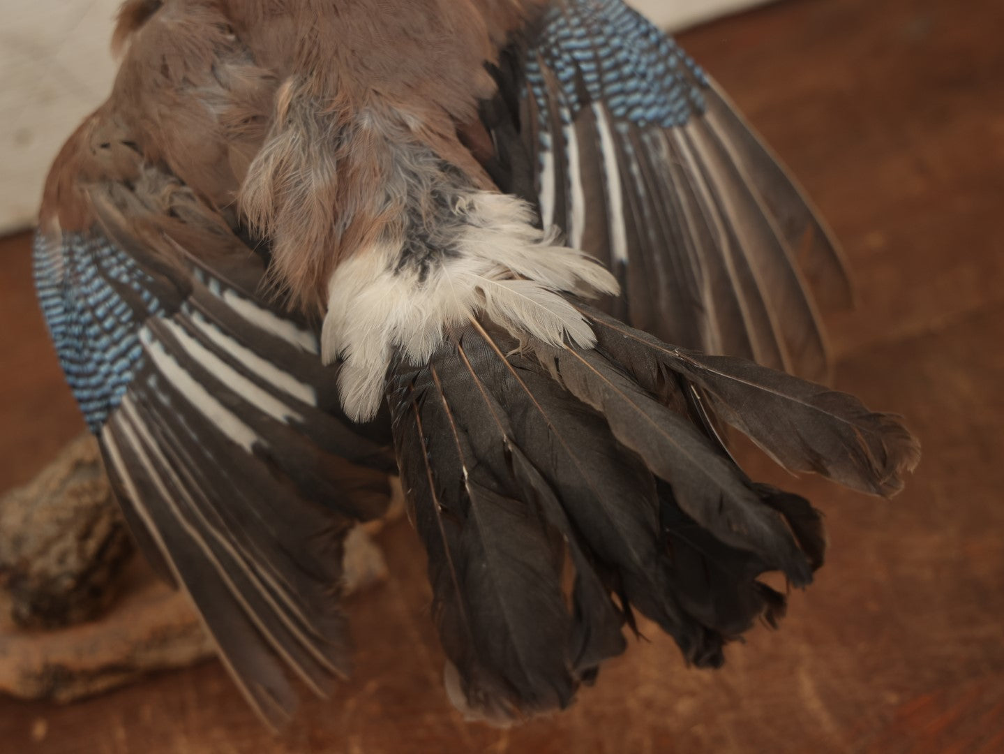 Lot 005 - Vintage Full Mount Taxidermy Eurasian Jay (Garrulus Glandarius) Bird, German Specimen, On Natural Log