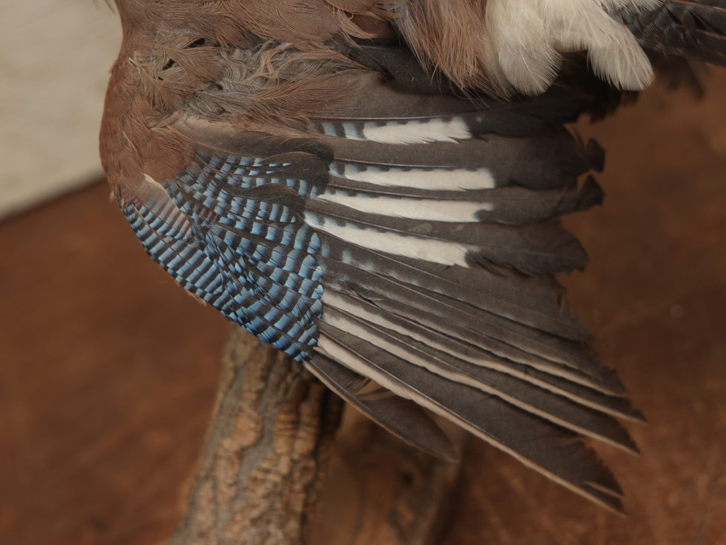 Lot 005 - Vintage Full Mount Taxidermy Eurasian Jay (Garrulus Glandarius) Bird, German Specimen, On Natural Log