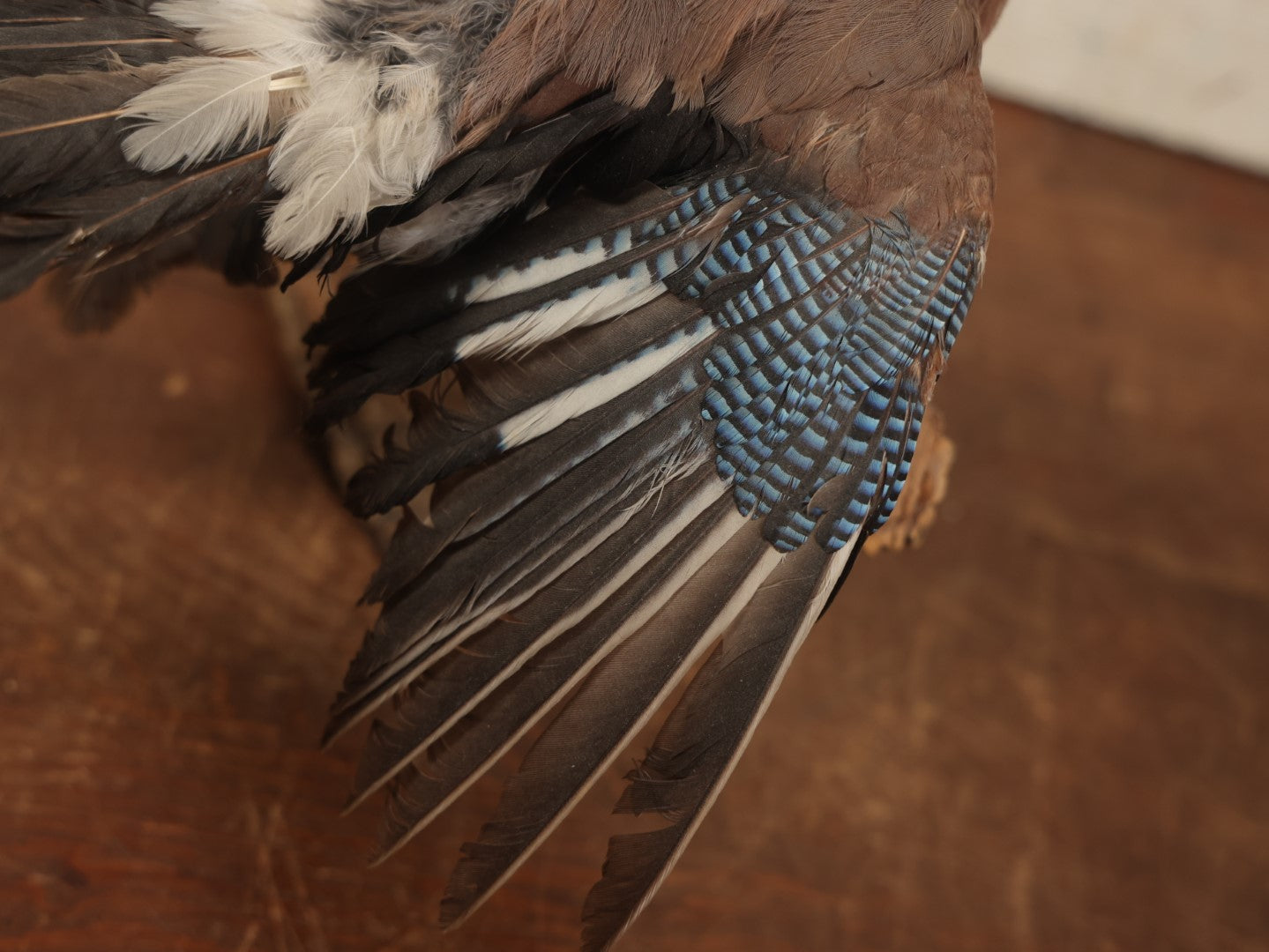 Lot 005 - Vintage Full Mount Taxidermy Eurasian Jay (Garrulus Glandarius) Bird, German Specimen, On Natural Log