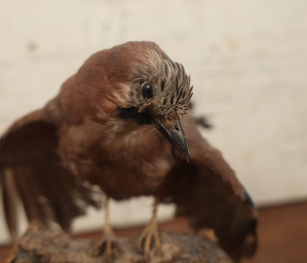 Lot 005 - Vintage Full Mount Taxidermy Eurasian Jay (Garrulus Glandarius) Bird, German Specimen, On Natural Log