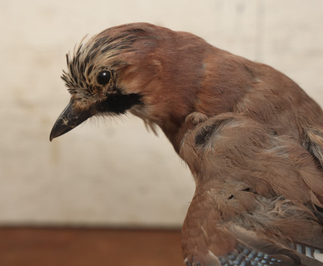 Lot 005 - Vintage Full Mount Taxidermy Eurasian Jay (Garrulus Glandarius) Bird, German Specimen, On Natural Log