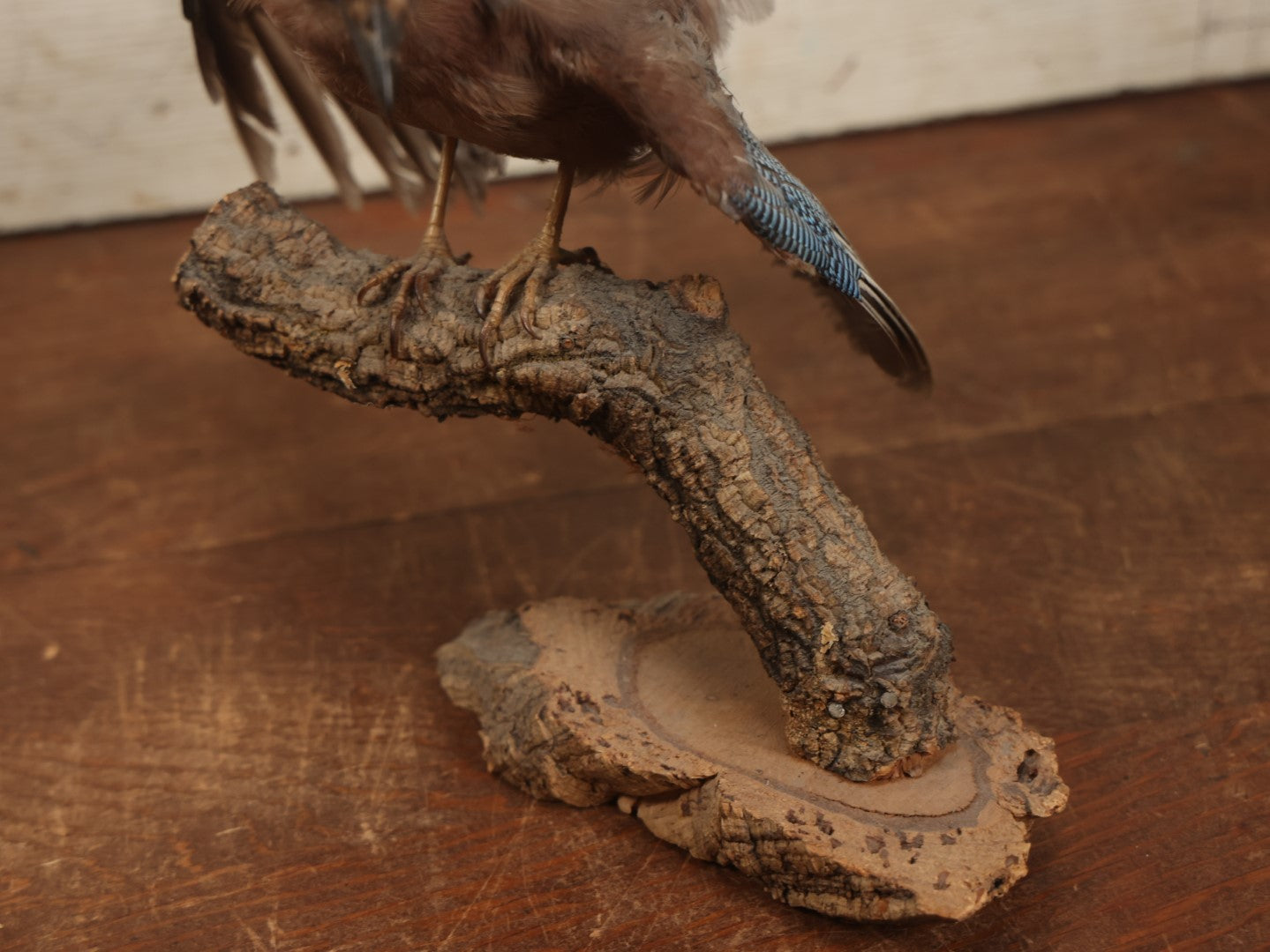 Lot 005 - Vintage Full Mount Taxidermy Eurasian Jay (Garrulus Glandarius) Bird, German Specimen, On Natural Log