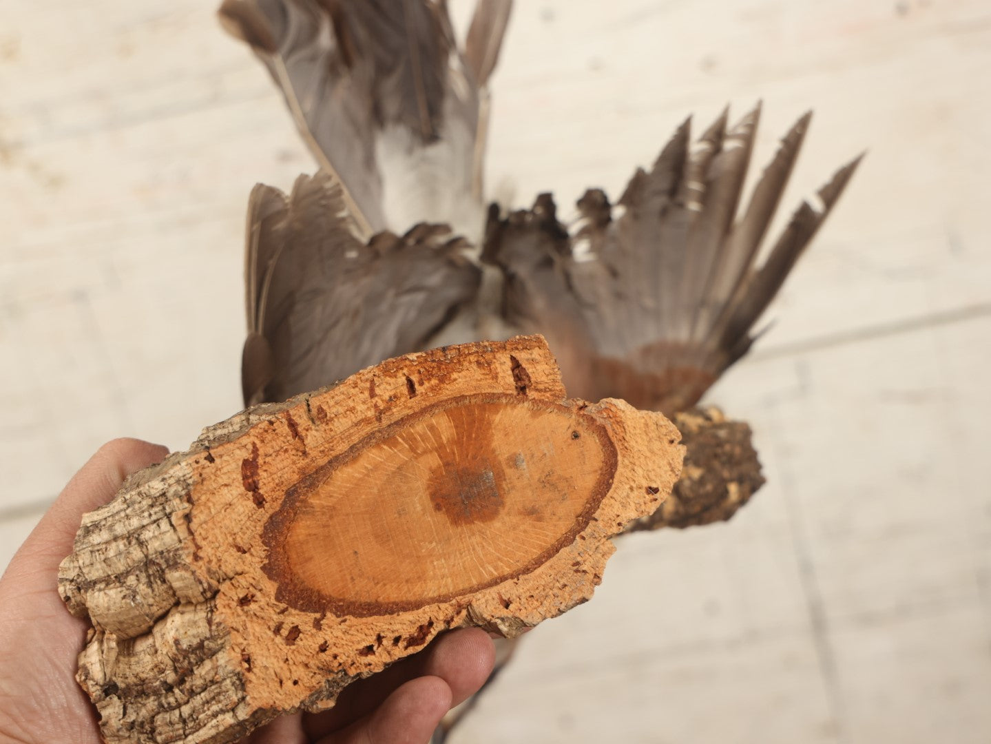 Lot 005 - Vintage Full Mount Taxidermy Eurasian Jay (Garrulus Glandarius) Bird, German Specimen, On Natural Log