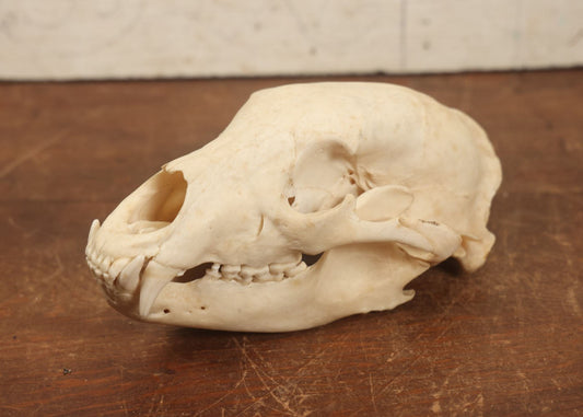 Lot 006 - American Black Bear Cleaned Natural Real Skull Taxidermy