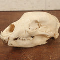 Lot 006 - American Black Bear Cleaned Natural Real Skull Taxidermy
