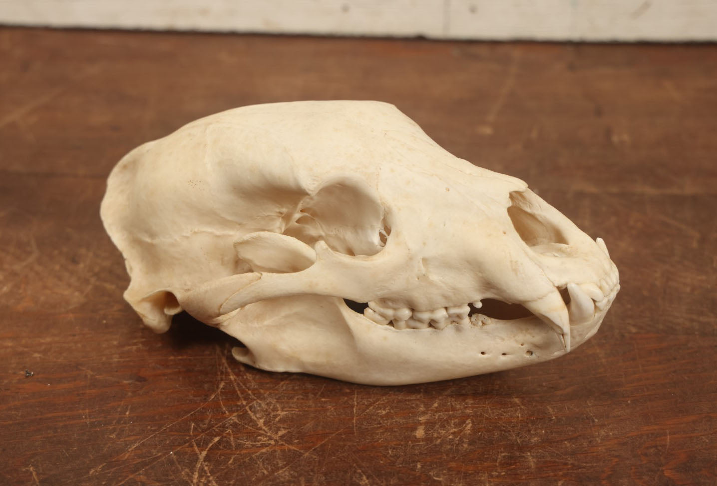 Lot 006 - American Black Bear Cleaned Natural Real Skull Taxidermy