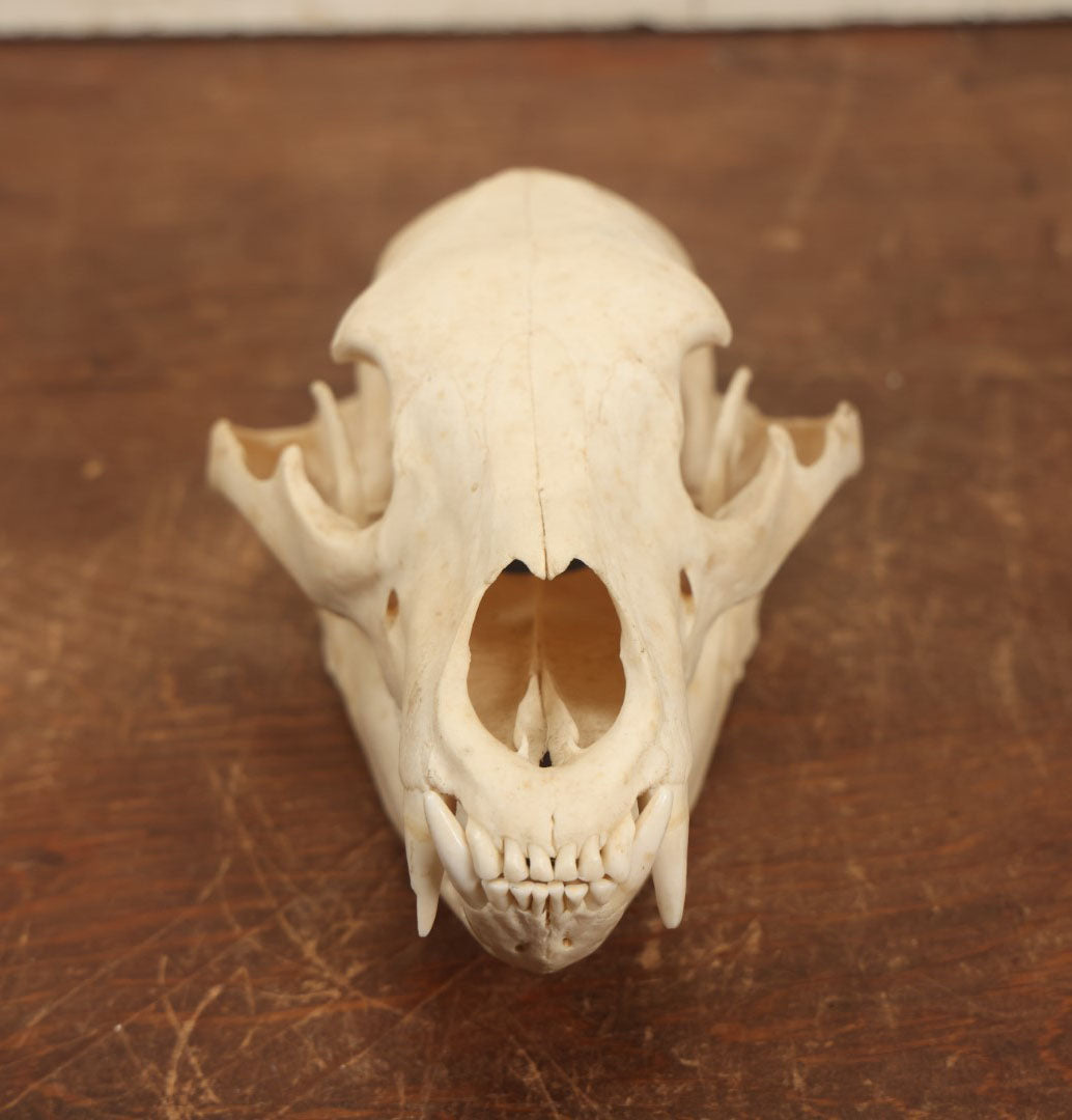 Lot 006 - American Black Bear Cleaned Natural Real Skull Taxidermy