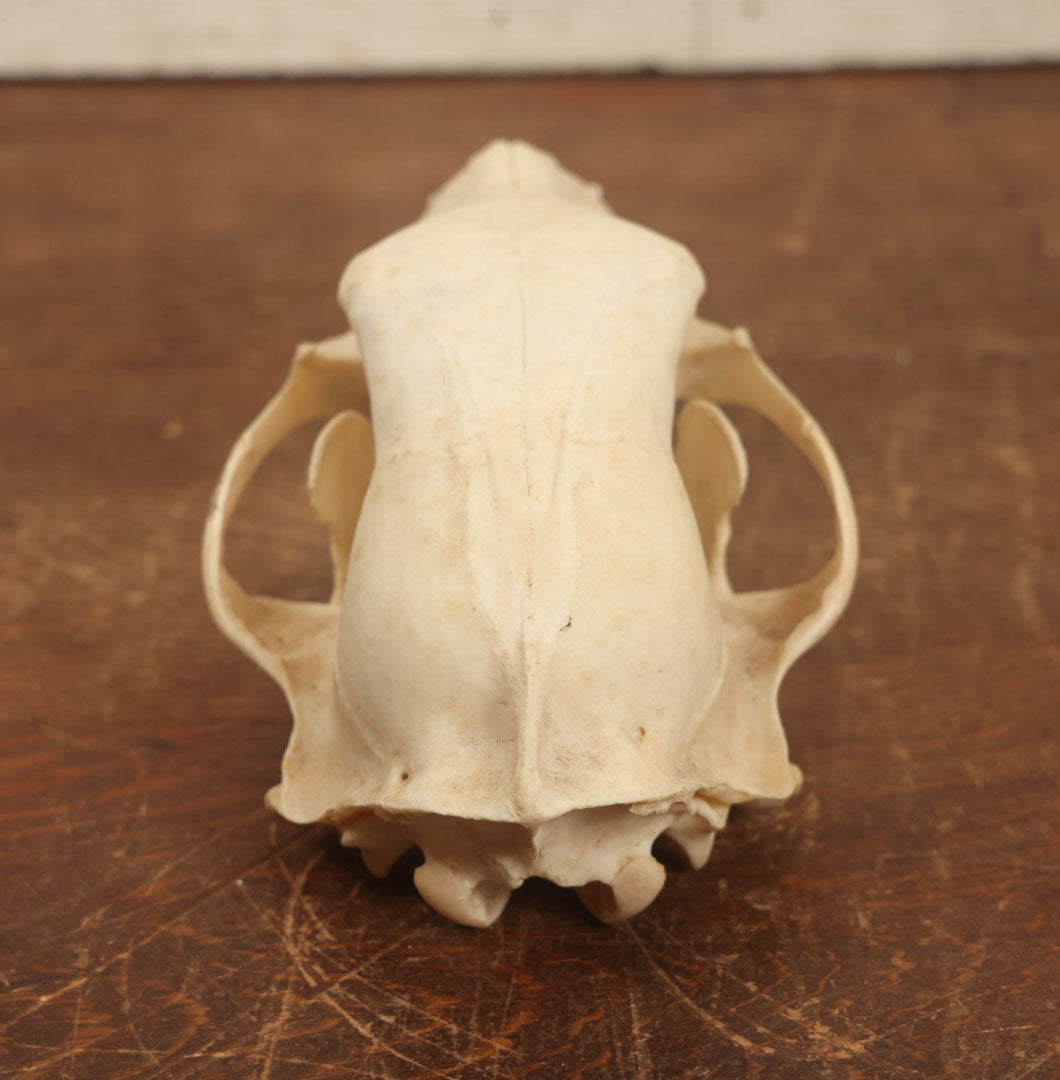 Lot 006 - American Black Bear Cleaned Natural Real Skull Taxidermy