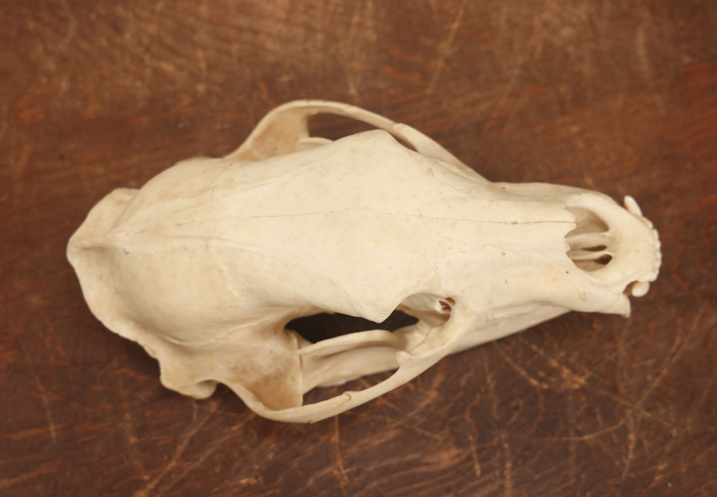 Lot 006 - American Black Bear Cleaned Natural Real Skull Taxidermy