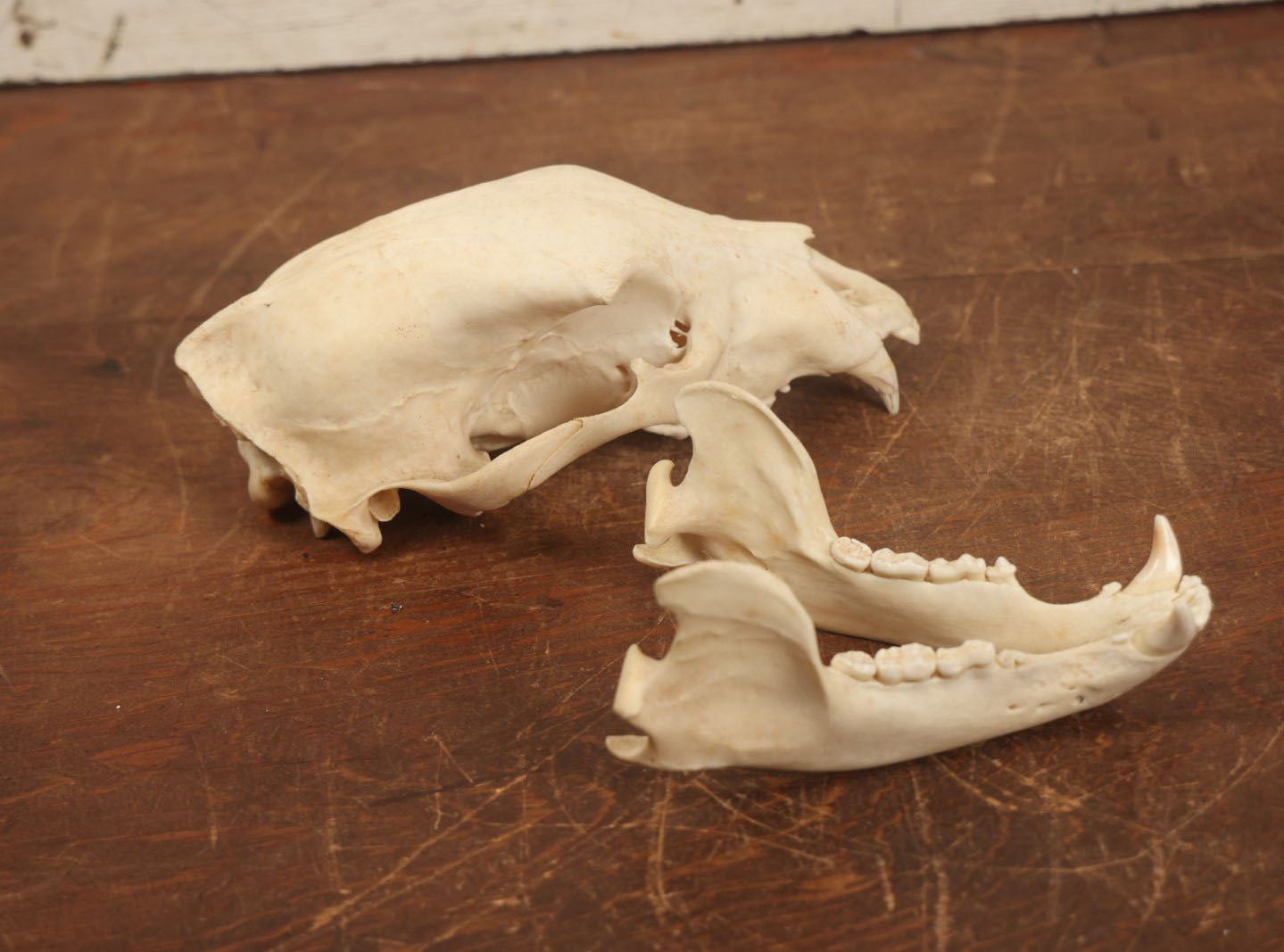 Lot 006 - American Black Bear Cleaned Natural Real Skull Taxidermy