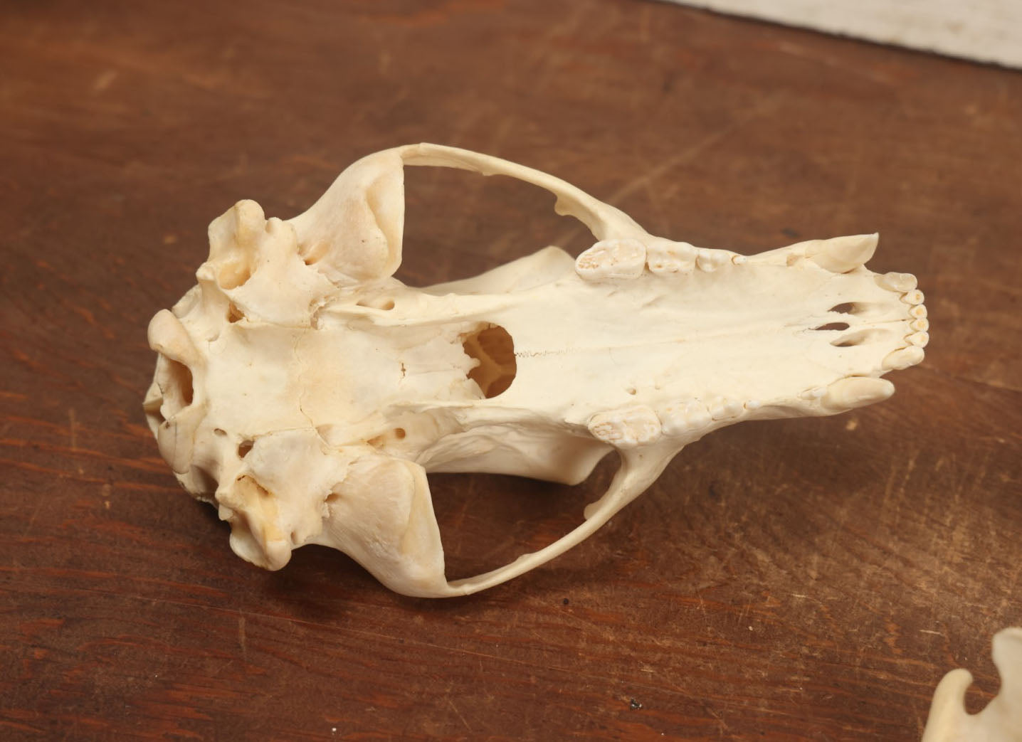 Lot 006 - American Black Bear Cleaned Natural Real Skull Taxidermy