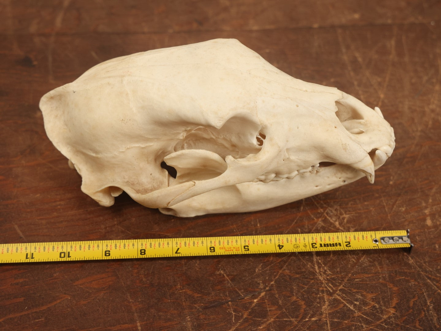 Lot 006 - American Black Bear Cleaned Natural Real Skull Taxidermy