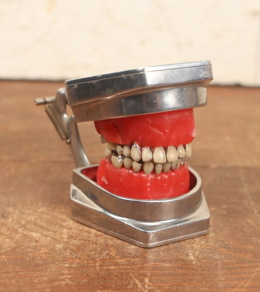 Lot 017 - Vintage Dental Mold Model, Wax And Plastic With Metal Frame, Metal Caps On Teeth