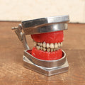 Lot 017 - Vintage Dental Mold Model, Wax And Plastic With Metal Frame, Metal Caps On Teeth