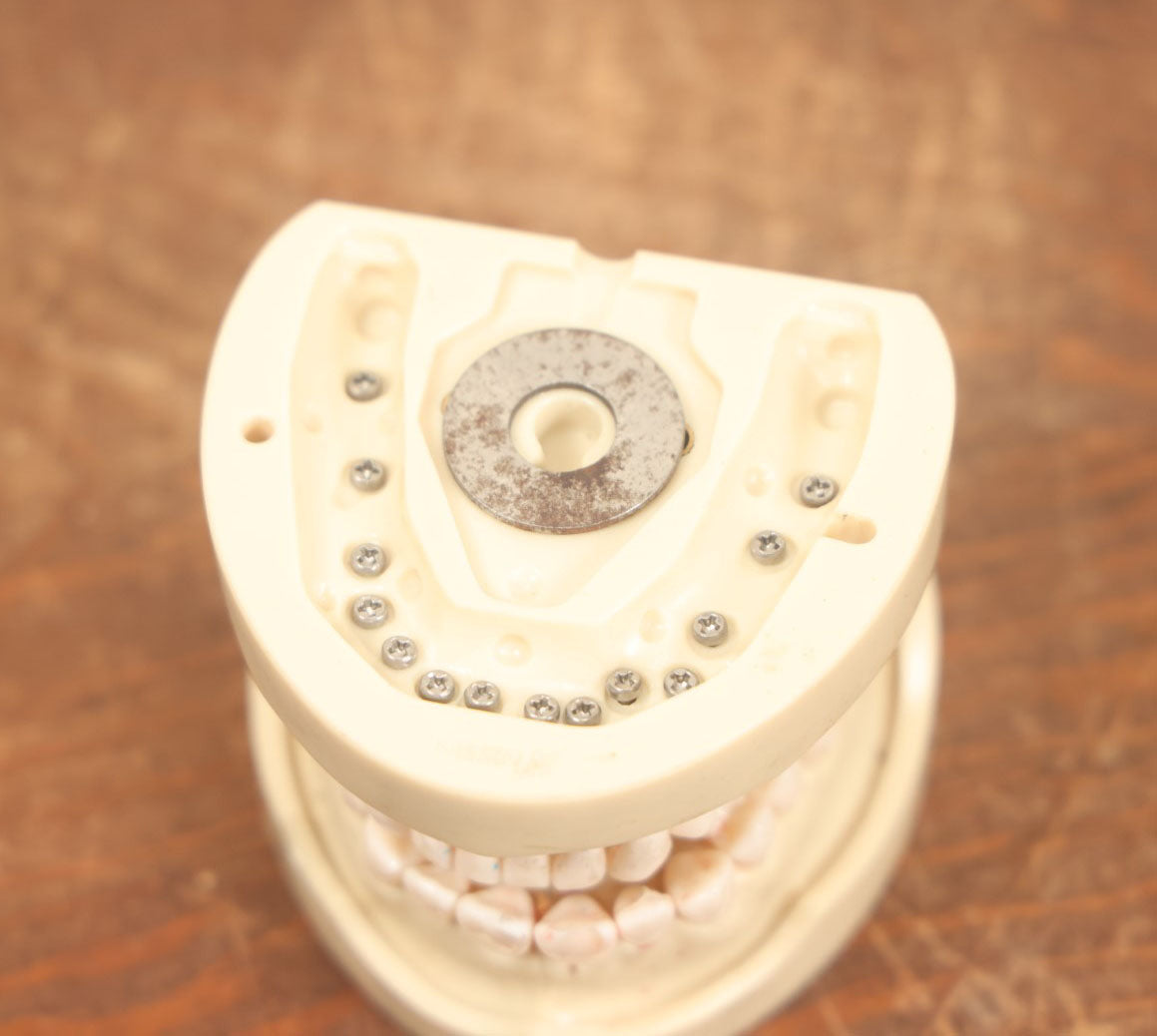 Lot 018 - Vintage Resin Teeth Mold Model, With Screws And Metal Plates