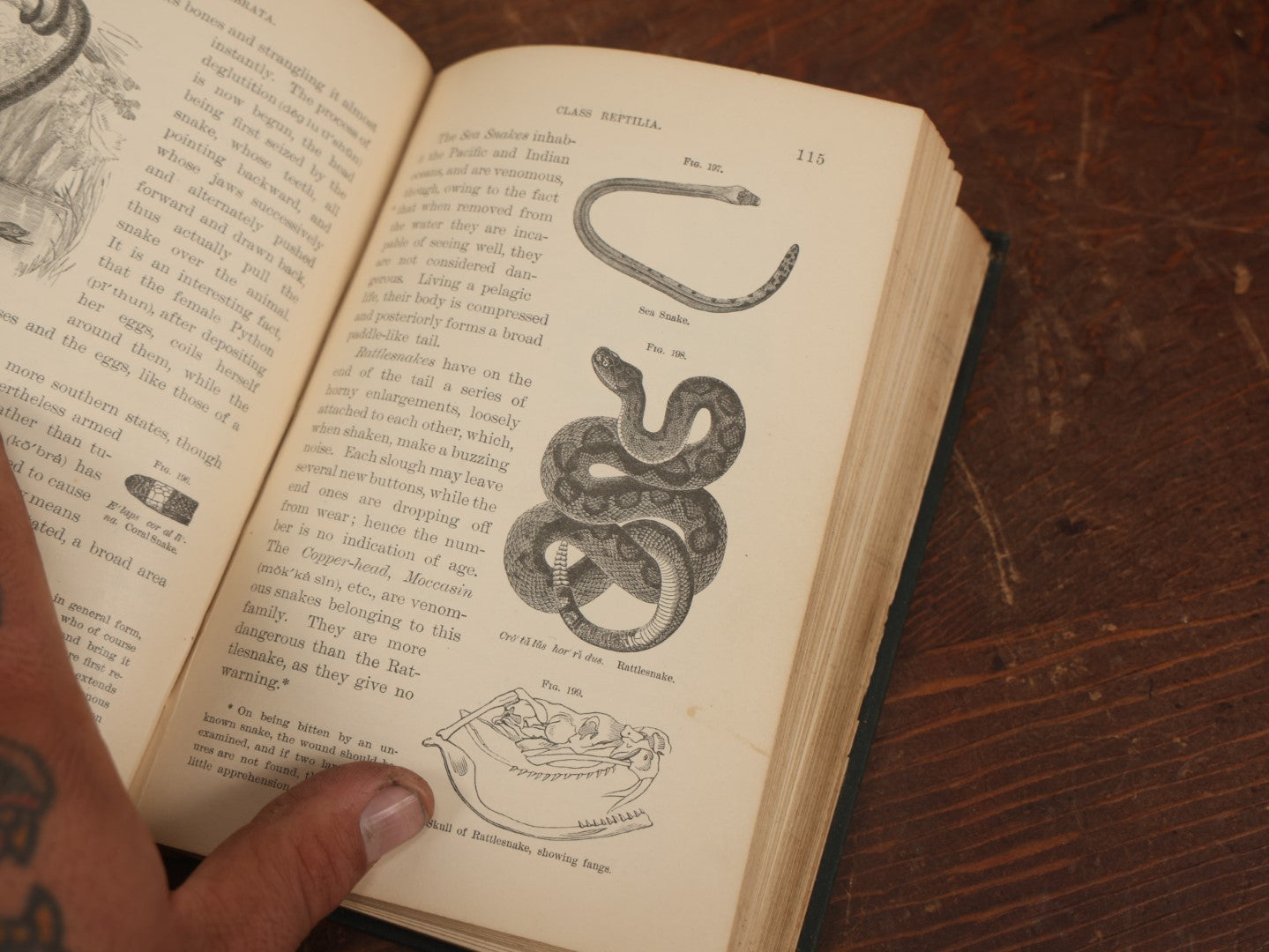 Lot 034 - "Popular Zoology" By J. Dorman Steele & J.W.P. Jenks, Illustrated Book On The Animal Kingdom, Profusely Illustrated, Bats, Snakes, And More, 1887