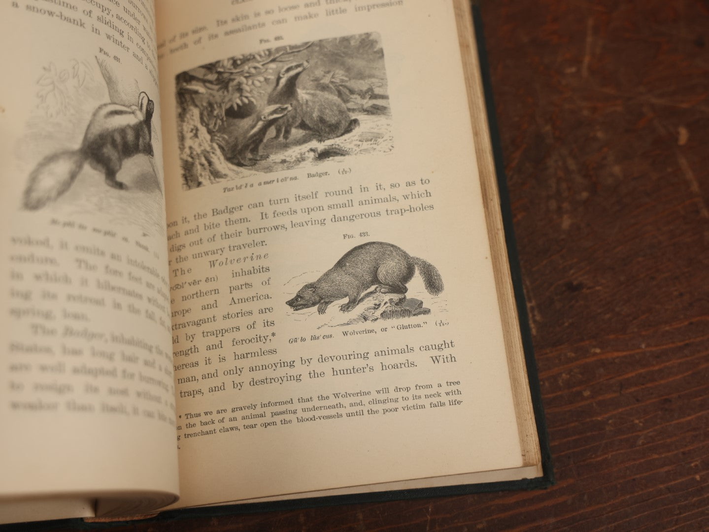 Lot 034 - "Popular Zoology" By J. Dorman Steele & J.W.P. Jenks, Illustrated Book On The Animal Kingdom, Profusely Illustrated, Bats, Snakes, And More, 1887