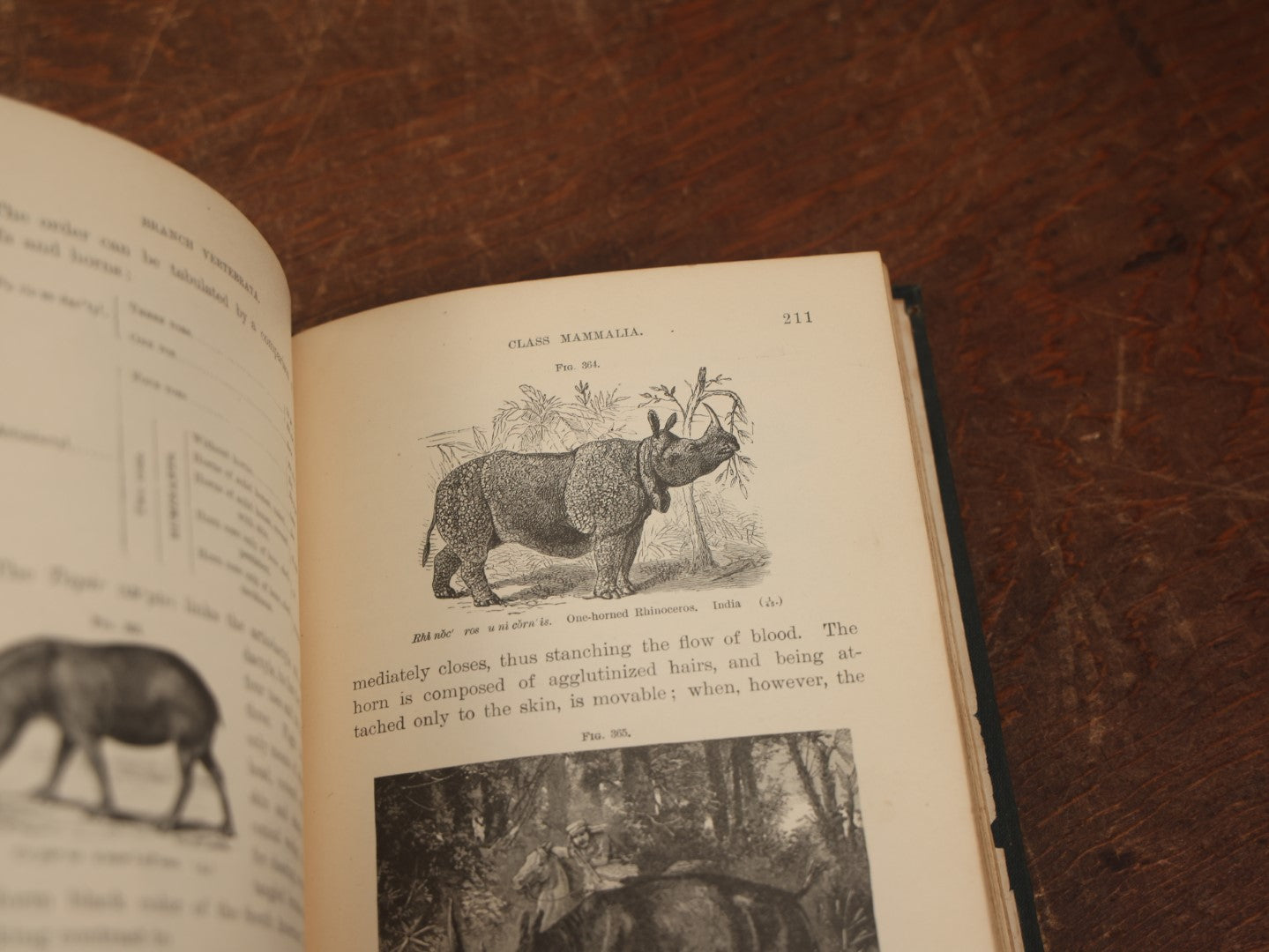 Lot 034 - "Popular Zoology" By J. Dorman Steele & J.W.P. Jenks, Illustrated Book On The Animal Kingdom, Profusely Illustrated, Bats, Snakes, And More, 1887