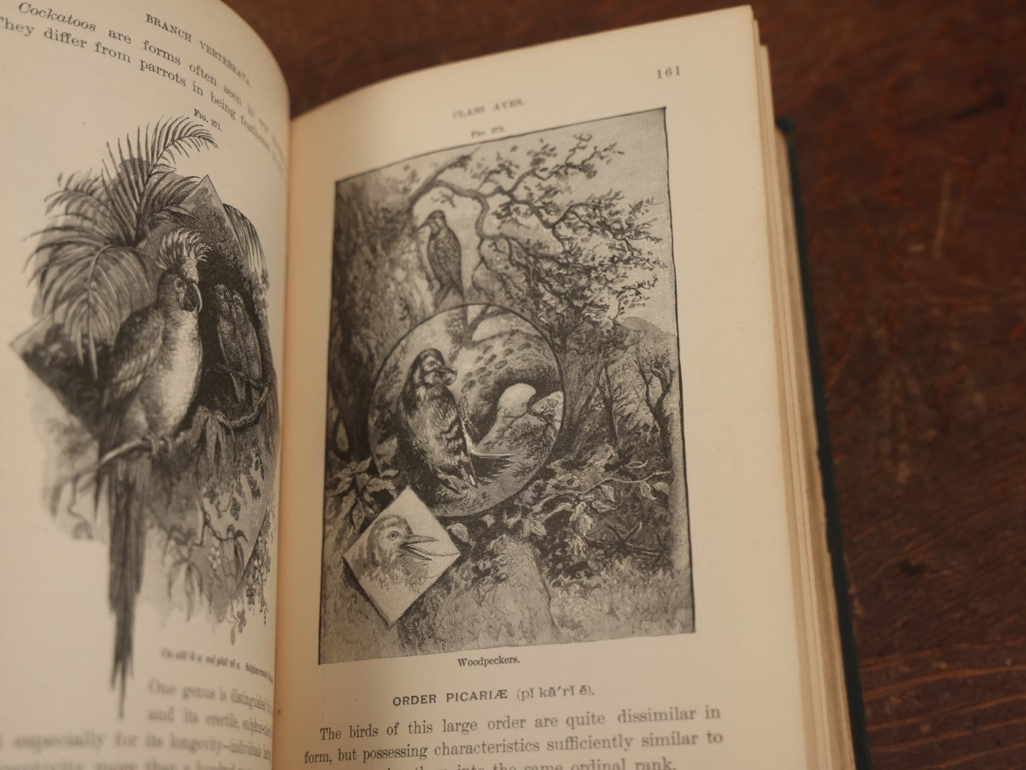 Lot 034 - "Popular Zoology" By J. Dorman Steele & J.W.P. Jenks, Illustrated Book On The Animal Kingdom, Profusely Illustrated, Bats, Snakes, And More, 1887