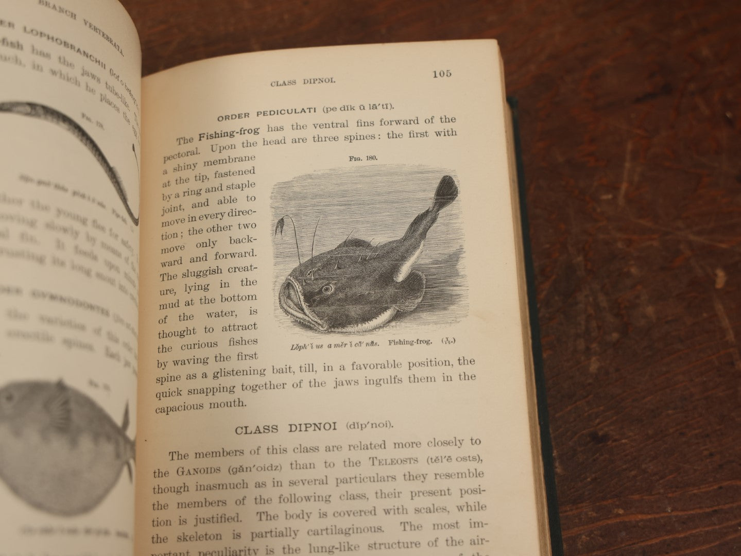 Lot 034 - "Popular Zoology" By J. Dorman Steele & J.W.P. Jenks, Illustrated Book On The Animal Kingdom, Profusely Illustrated, Bats, Snakes, And More, 1887