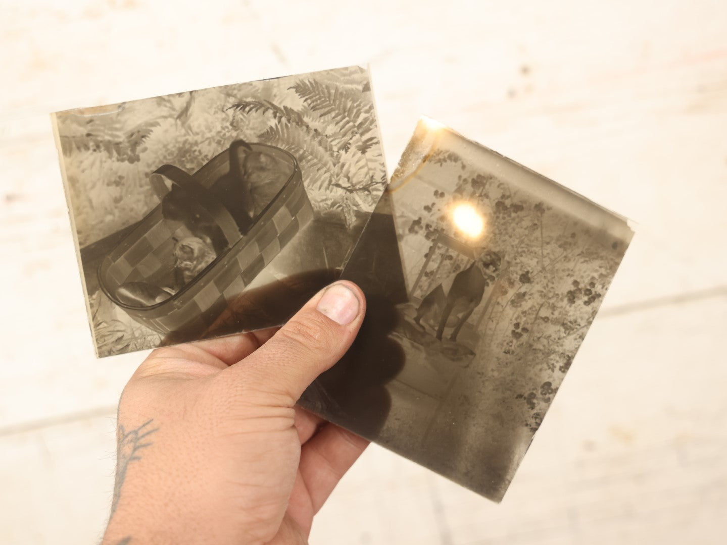 Lot 067 - Antique Glass Photo Negatives, Pair,Kittens In A Basket And Dog On A Chair, Likely From Or Around Mendon, Massachusetts, New England, Circa 1900