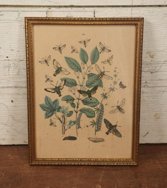 Lot 081 - Vintage Butterflies, Moths, And Insects Chromolithograph, Appears To Be A Reprint, After William Forsell Kirby, In Frame