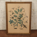 Lot 081 - Vintage Butterflies, Moths, And Insects Chromolithograph, Appears To Be A Reprint, After William Forsell Kirby, In Frame