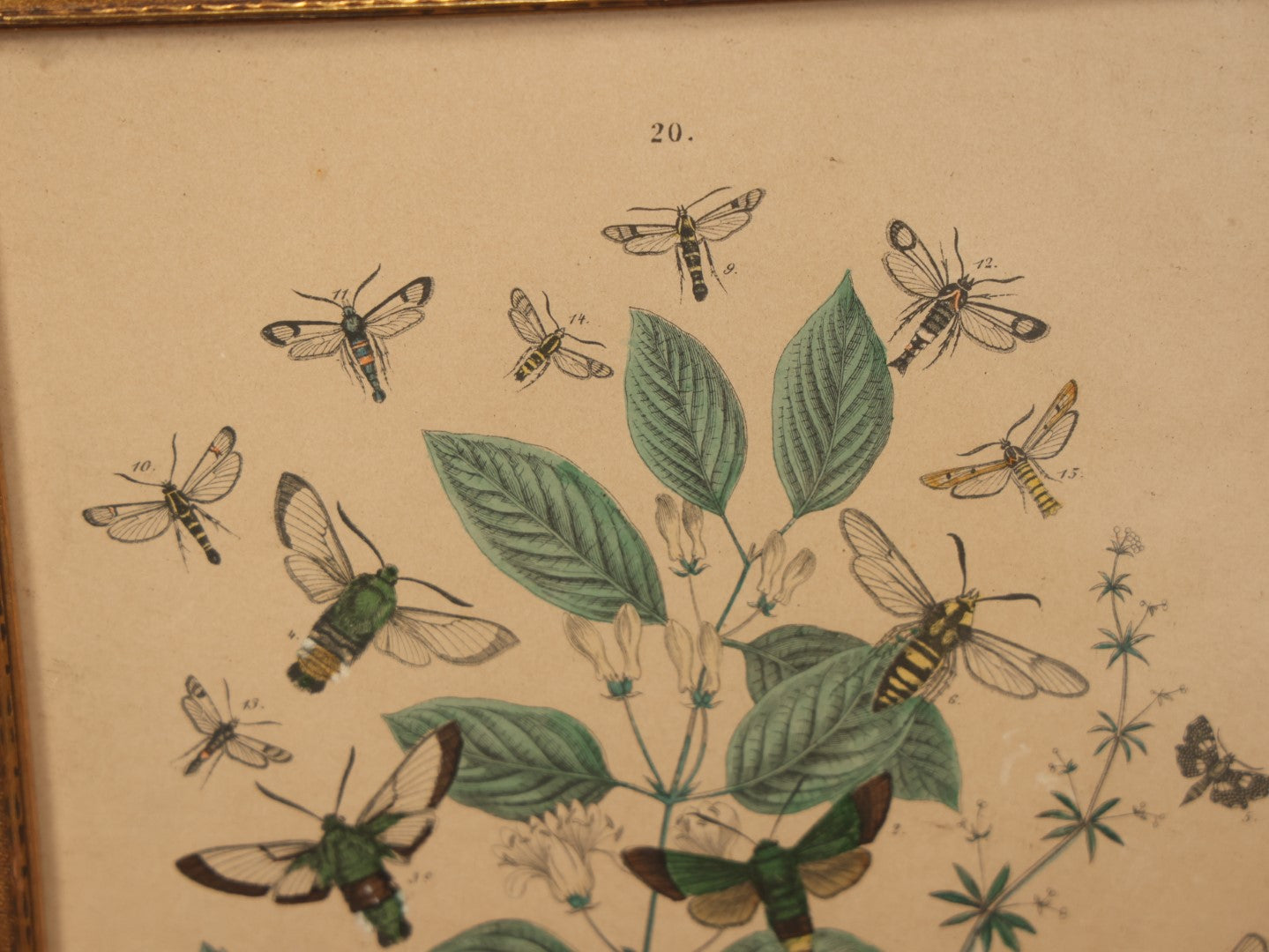 Lot 081 - Vintage Butterflies, Moths, And Insects Chromolithograph, Appears To Be A Reprint, After William Forsell Kirby, In Frame