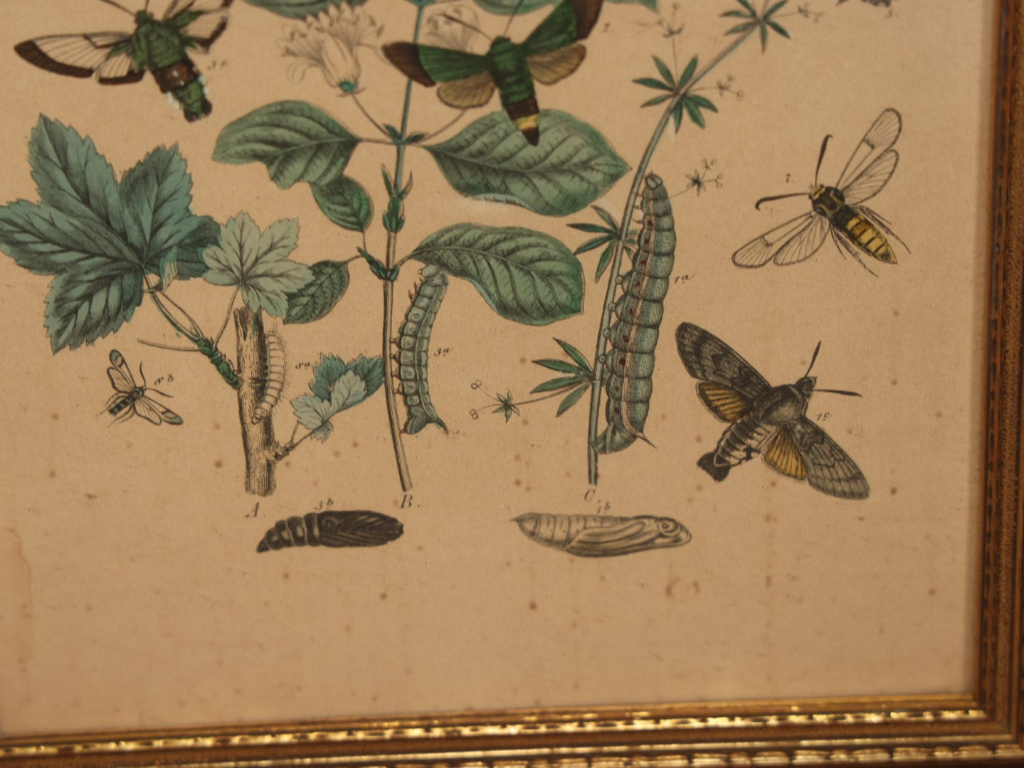 Lot 081 - Vintage Butterflies, Moths, And Insects Chromolithograph, Appears To Be A Reprint, After William Forsell Kirby, In Frame