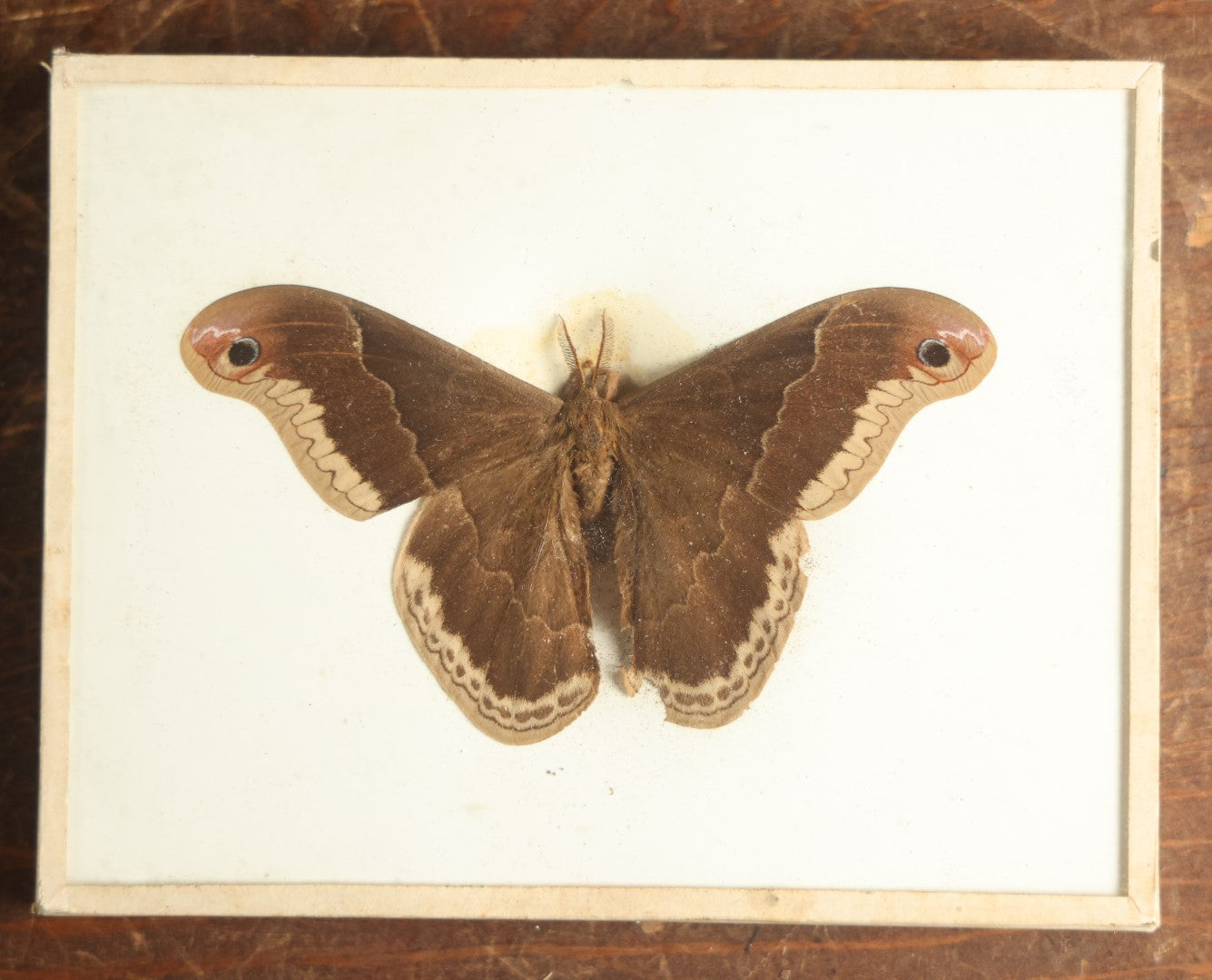 Lot 017 - Antique Callosamia Promethea "Promethea Silkmoth" Slabbed Preparation, Denton Bros Patented Butterfly Tablet, Wellesley, Massachusetts, Copyright 1894 - 5-1/2" x 4-1/4" (Darker Color)