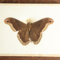 Lot 017 - Antique Callosamia Promethea "Promethea Silkmoth" Slabbed Preparation, Denton Bros Patented Butterfly Tablet, Wellesley, Massachusetts, Copyright 1894 - 5-1/2" x 4-1/4" (Darker Color)