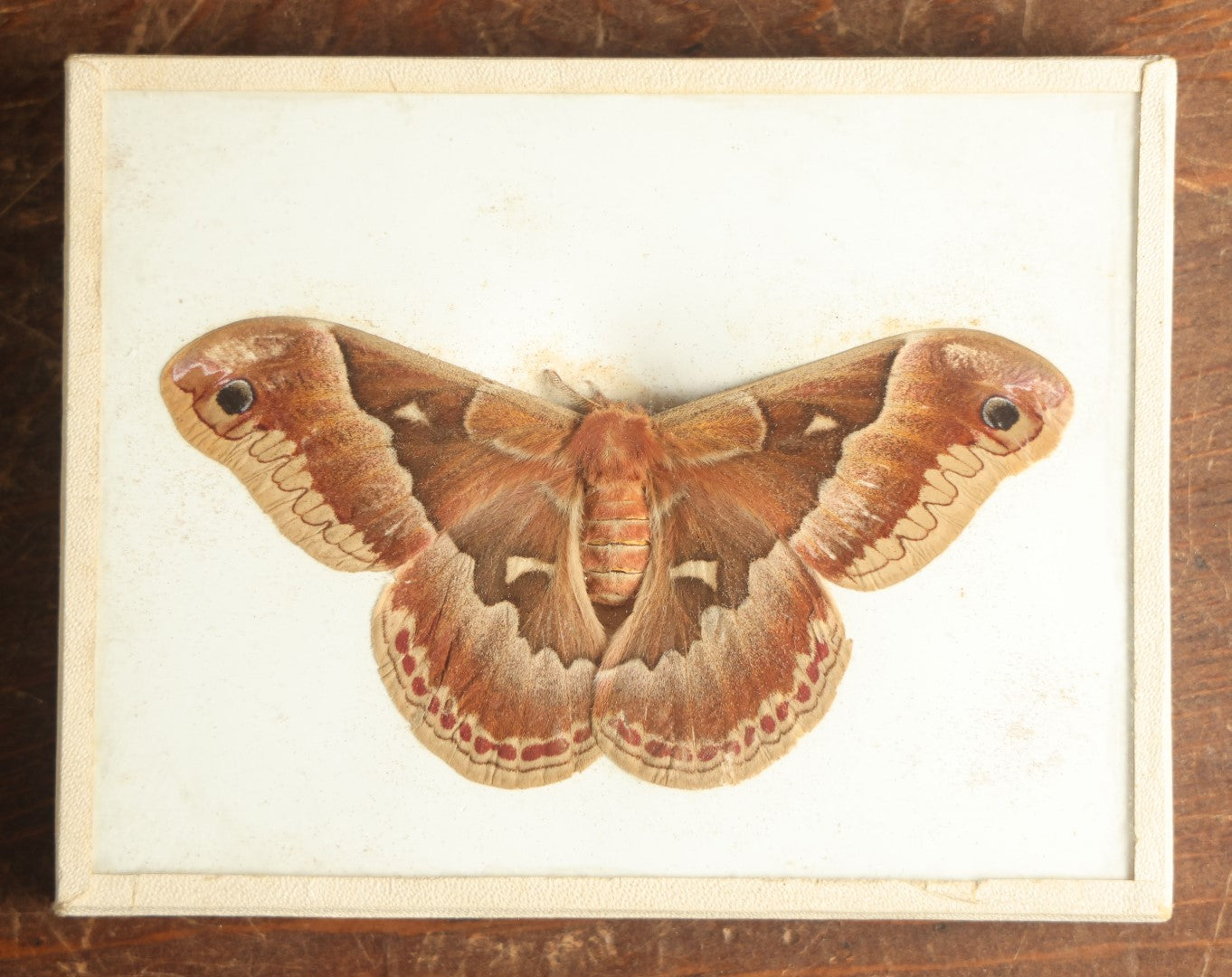 Lot 018 - Antique Callosamia Promethea "Promethea Silkmoth" Slabbed Preparation, Denton Bros Patented Butterfly Tablet, Wellesley, Massachusetts, Copyright 1894 - 5-1/2" x 4-1/4" (Lighter Color)