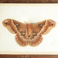 Lot 018 - Antique Callosamia Promethea "Promethea Silkmoth" Slabbed Preparation, Denton Bros Patented Butterfly Tablet, Wellesley, Massachusetts, Copyright 1894 - 5-1/2" x 4-1/4" (Lighter Color)