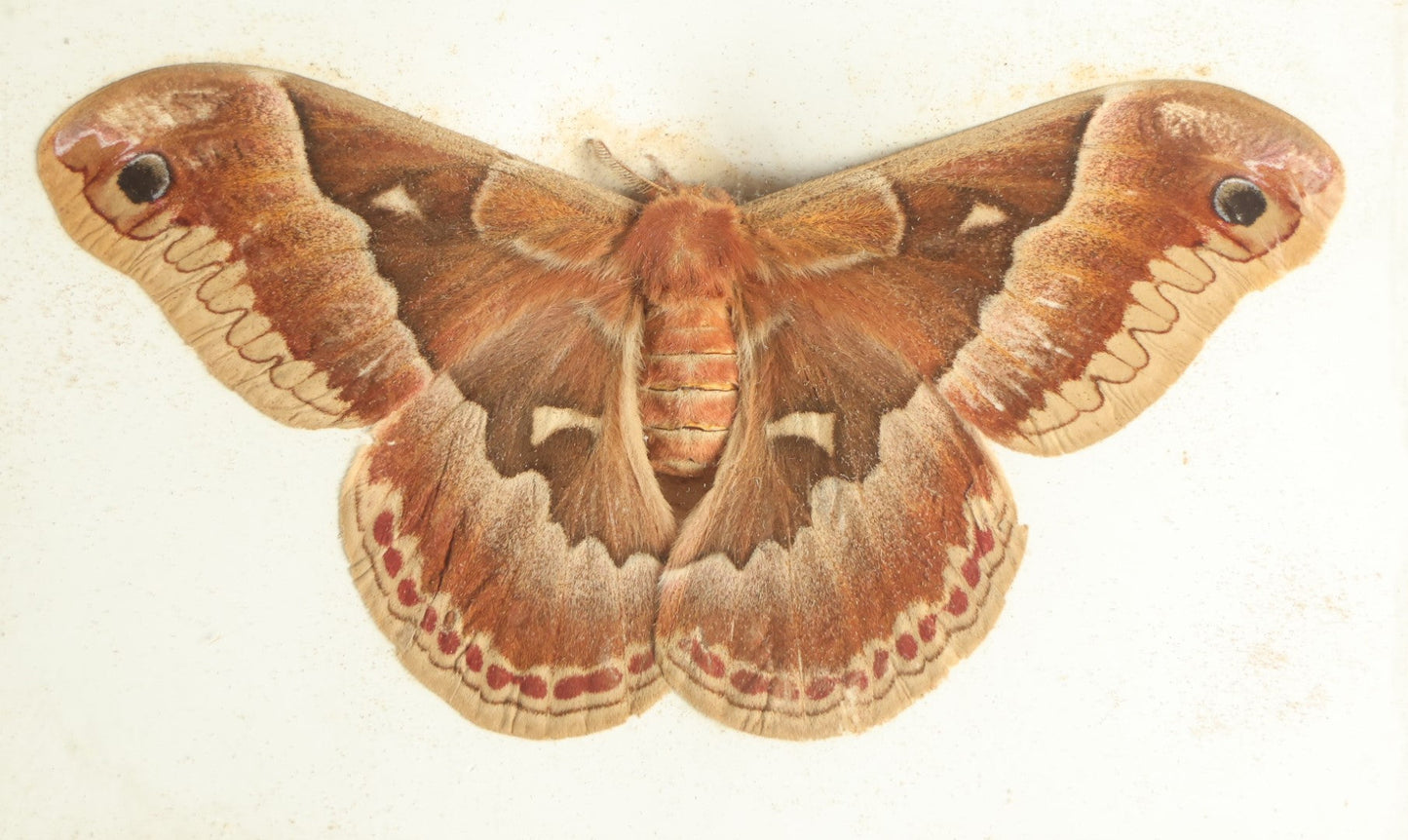 Lot 018 - Antique Callosamia Promethea "Promethea Silkmoth" Slabbed Preparation, Denton Bros Patented Butterfly Tablet, Wellesley, Massachusetts, Copyright 1894 - 5-1/2" x 4-1/4" (Lighter Color)