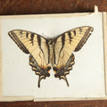 Lot 019 - Antique Papilio Glaucus "Eastern Tiger Swallowtail" Slabbed Preparation, Denton Bros Patented Butterfly Tablet, Wellesley, Massachusetts, Copyright 1894 - 5-1/2" x 4-1/4" (No Denton Stamp)