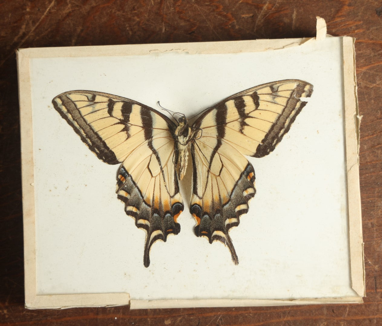 Lot 019 - Antique Papilio Glaucus "Eastern Tiger Swallowtail" Slabbed Preparation, Denton Bros Patented Butterfly Tablet, Wellesley, Massachusetts, Copyright 1894 - 5-1/2" x 4-1/4" (No Denton Stamp)