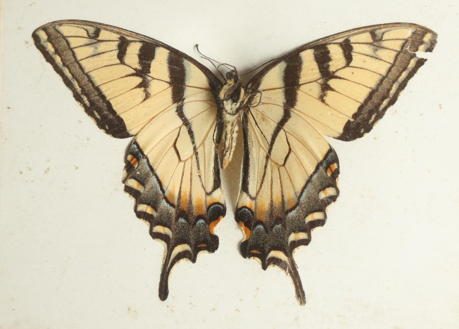 Lot 019 - Antique Papilio Glaucus "Eastern Tiger Swallowtail" Slabbed Preparation, Denton Bros Patented Butterfly Tablet, Wellesley, Massachusetts, Copyright 1894 - 5-1/2" x 4-1/4" (No Denton Stamp)