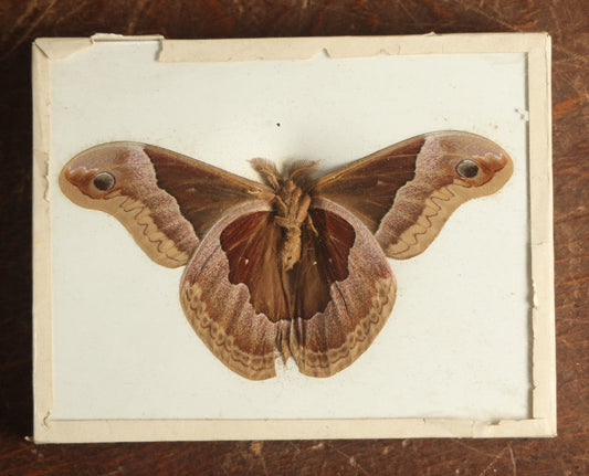 Lot 020 - Antique Callosamia Promethea "Promethea Silkmoth" Slabbed Preparation, Denton Bros Patented Butterfly Tablet, Wellesley, Massachusetts, Copyright 1894 - 4-5/16" x 3-3/8"