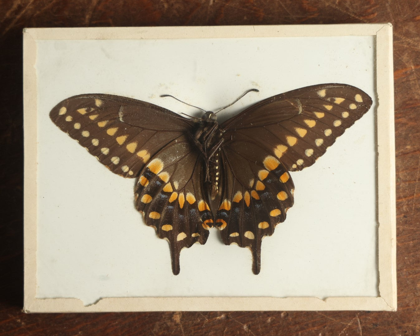 Lot 021 - Antique Papilio Polyxenes "Eastern Black Swallowtail" Slabbed Preparation, Denton Bros Patented Butterfly Tablet, Wellesley, Massachusetts, Copyright 1894 - 4-5/16" x 3-3/8"