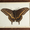 Lot 021 - Antique Papilio Polyxenes "Eastern Black Swallowtail" Slabbed Preparation, Denton Bros Patented Butterfly Tablet, Wellesley, Massachusetts, Copyright 1894 - 4-5/16" x 3-3/8"