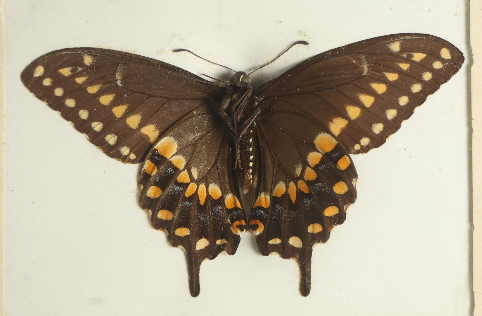 Lot 021 - Antique Papilio Polyxenes "Eastern Black Swallowtail" Slabbed Preparation, Denton Bros Patented Butterfly Tablet, Wellesley, Massachusetts, Copyright 1894 - 4-5/16" x 3-3/8"