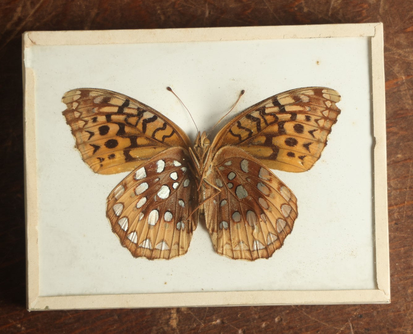 Lot 022 - Antique Speyeria Coronis "Coronis Fritillary Butterfly" Slabbed Preparation, Denton Bros Patented Butterfly Tablet, Wellesley, Massachusetts, Copyright 1894 - 4-5/16" x 3-3/8"