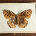 Lot 022 - Antique Speyeria Coronis "Coronis Fritillary Butterfly" Slabbed Preparation, Denton Bros Patented Butterfly Tablet, Wellesley, Massachusetts, Copyright 1894 - 4-5/16" x 3-3/8"