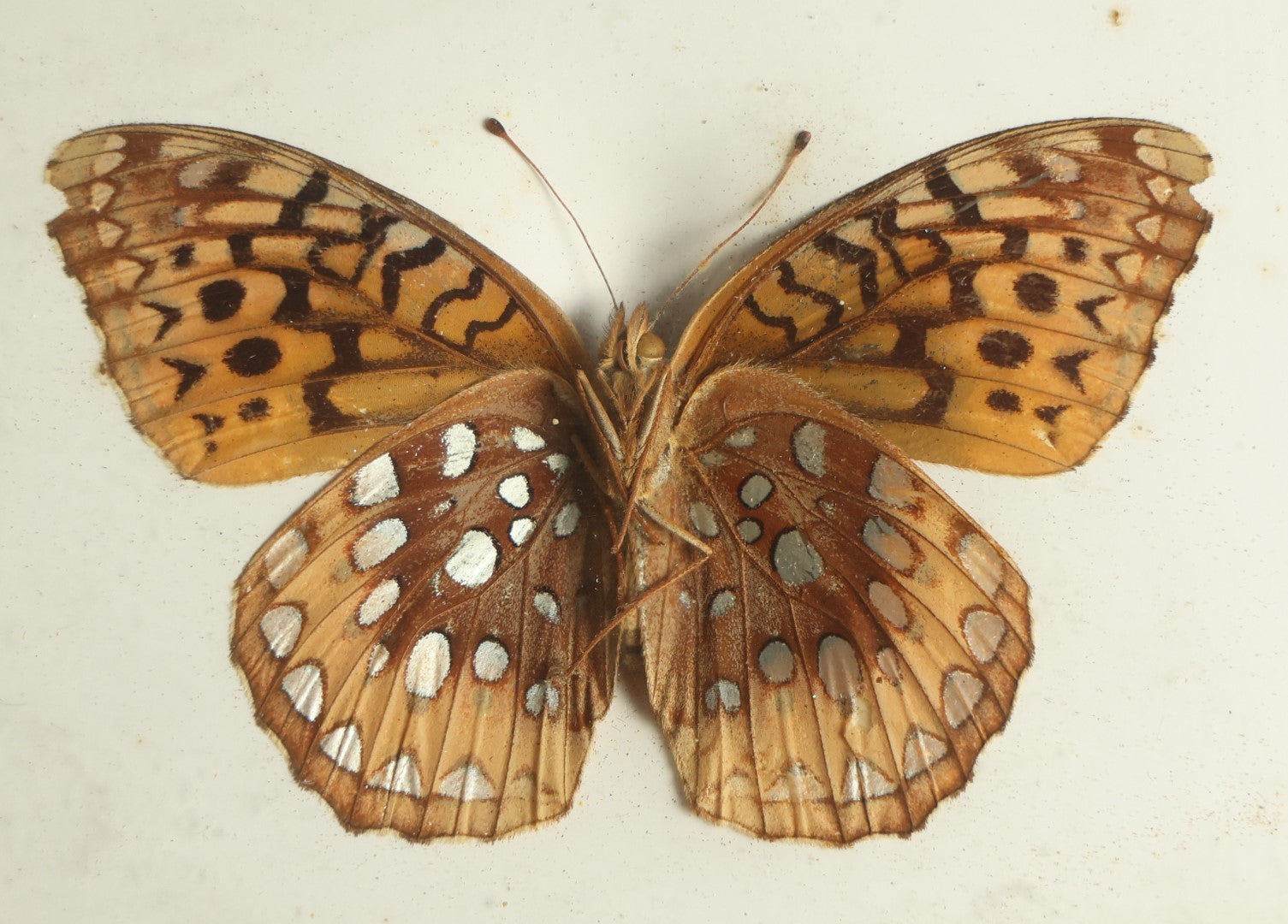 Lot 022 - Antique Speyeria Coronis "Coronis Fritillary Butterfly" Slabbed Preparation, Denton Bros Patented Butterfly Tablet, Wellesley, Massachusetts, Copyright 1894 - 4-5/16" x 3-3/8"