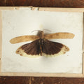 Lot 023 - Antique Dissosteira Carolina "Carolina Grasshopper" Slabbed Preparation, Denton Bros Patented Butterfly Tablet, Wellesley, Massachusetts, Copyright 1894 - 3-3/4" x 3"