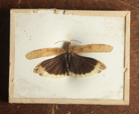 Lot 023 - Antique Dissosteira Carolina "Carolina Grasshopper" Slabbed Preparation, Denton Bros Patented Butterfly Tablet, Wellesley, Massachusetts, Copyright 1894 - 3-3/4" x 3"