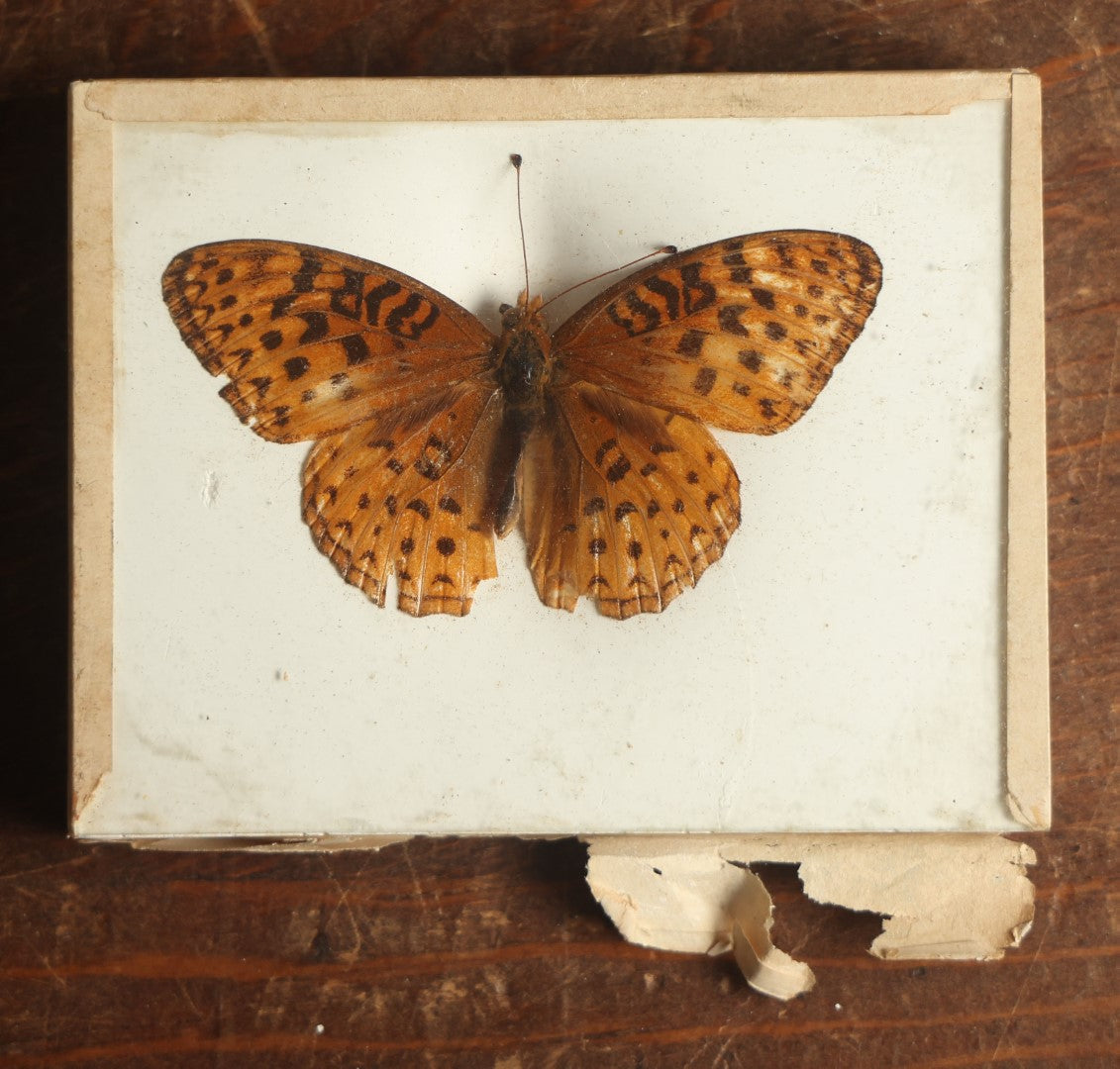 Lot 024 - Antique Argynnis Butterfly Slabbed Preparation, Denton Bros Patented Butterfly Tablet, Wellesley, Massachusetts, Copyright 1894 - 3-3/4" x 3"