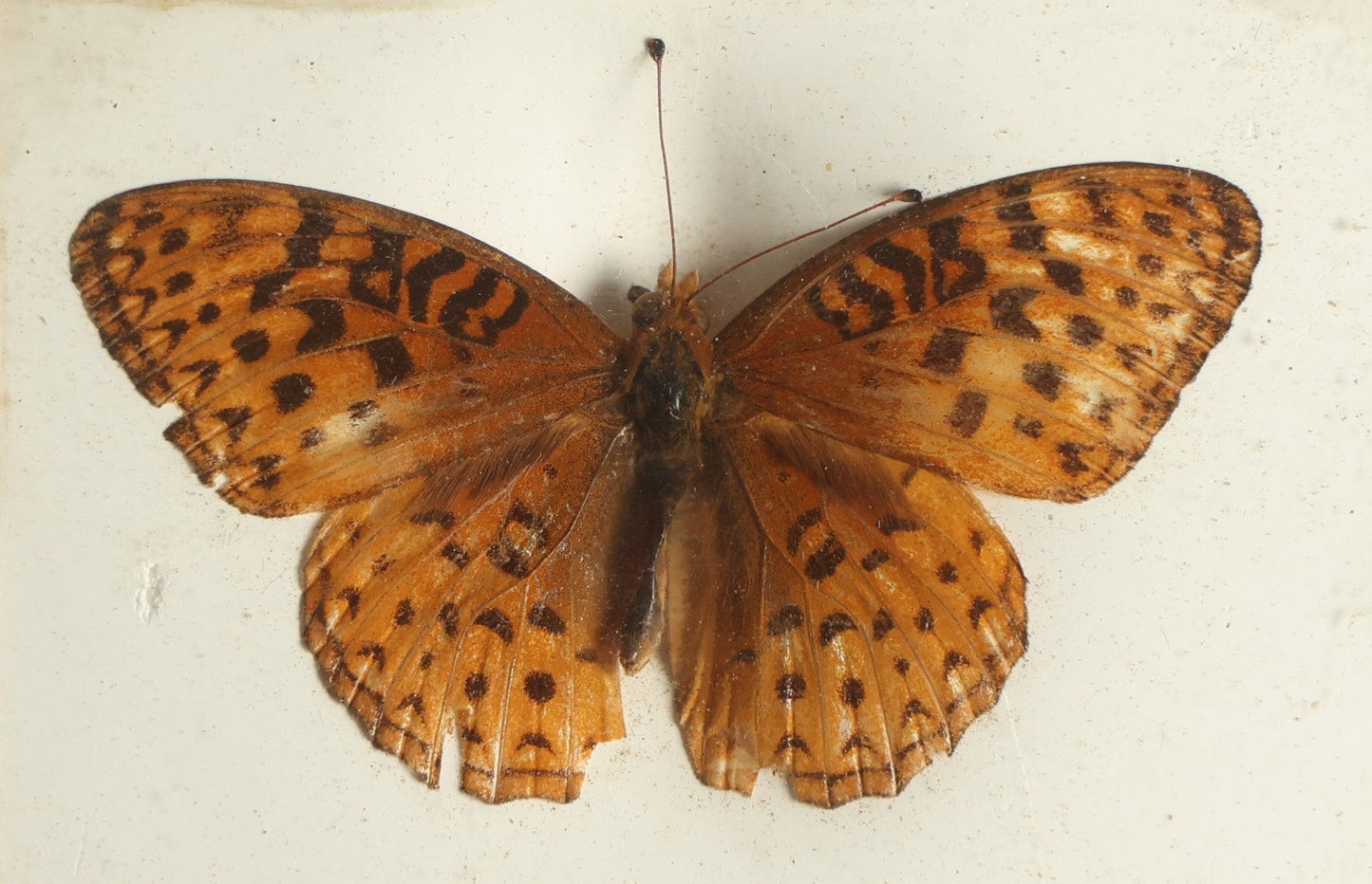 Lot 024 - Antique Argynnis Butterfly Slabbed Preparation, Denton Bros Patented Butterfly Tablet, Wellesley, Massachusetts, Copyright 1894 - 3-3/4" x 3"