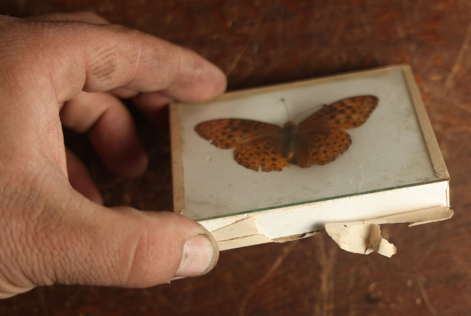 Lot 024 - Antique Argynnis Butterfly Slabbed Preparation, Denton Bros Patented Butterfly Tablet, Wellesley, Massachusetts, Copyright 1894 - 3-3/4" x 3"