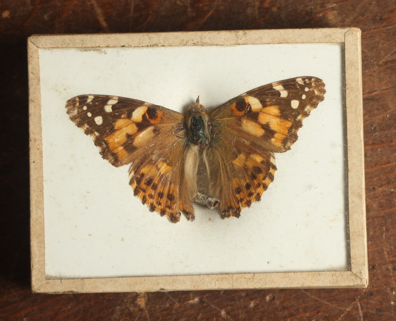 Lot 025 - Antique Vanessa Cardui "Painted Lady Butterfly" Slabbed Preparation, Denton Bros Patented Butterfly Tablet, Wellesley, Massachusetts, Copyright 1894 - 3-1/4" x 2-1/2"